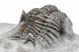 Crotalocephalus (“Cyrtometopus”) Trilobite - Scarce Species #209708-3